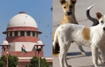 NCR से तुरंत उठाना शुरू करो कुत्ते, सुप्रीम कोर्ट का लिखित ऑर्डर आया सामने